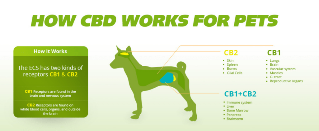 4 Health Benefits of CBD Oil for Pets