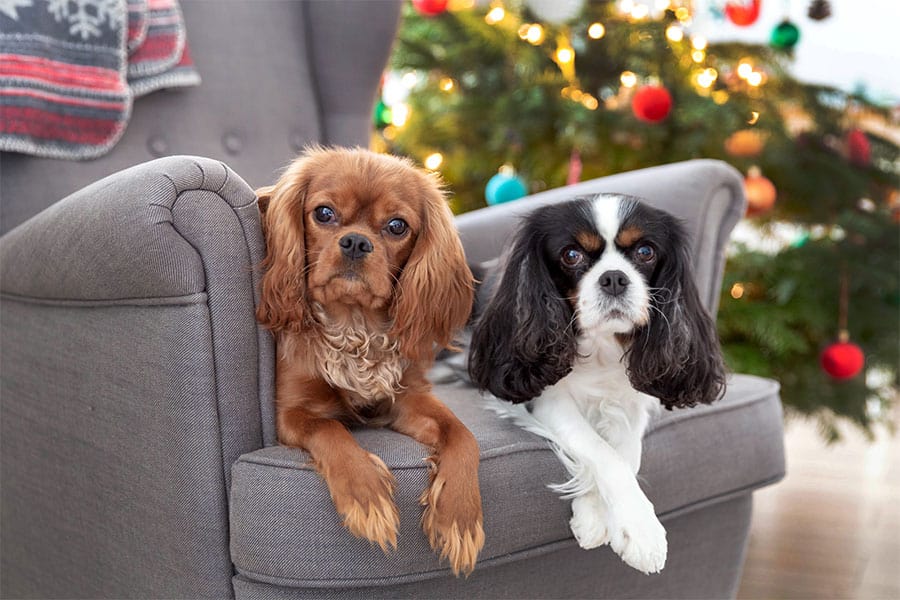 5 Ways to Prepare Your Pet for the Holidays in Plainfield/Joliet