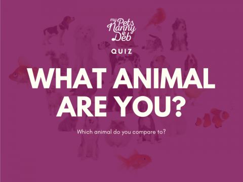Quiz: What Animal Are You? - My Pets Nanny Deb