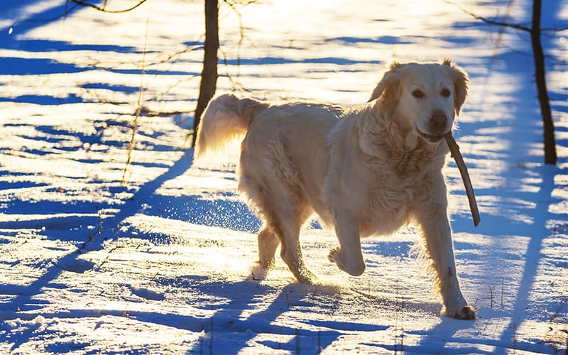 5 Winter Activities for You and Your Dog in Plainfield/Joliet